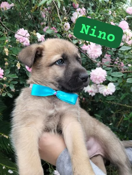 NINO, cucciolo tg media in adozione
