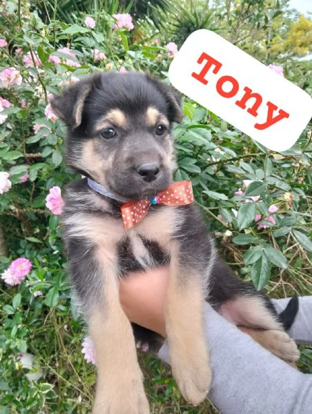 TONY, cucciolo di tg media in adozione