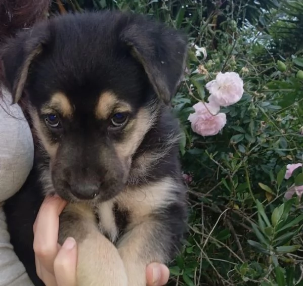 TONY, cucciolo di tg media in adozione | Foto 0