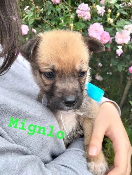 MIGNOLO, cucciolo tg medio-contenuta in adozione