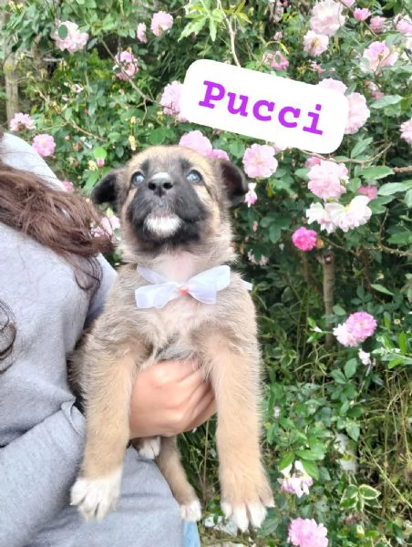 PUCCI, cucciola tg media in adozione