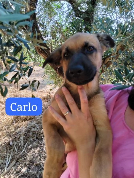 CARLO, cucciolo tg media in adozione