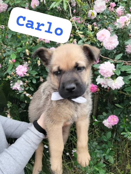 CARLO, cucciolo tg media in adozione