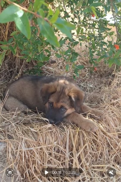 LOKI, cuccioli&igrave;o tg grande da adottare | Foto 1