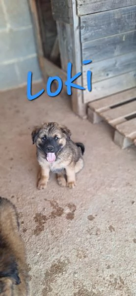LOKI, cuccioli&igrave;o tg grande da adottare | Foto 0