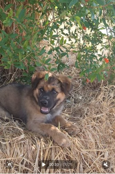 LOKI, cuccioli&igrave;o tg grande da adottare