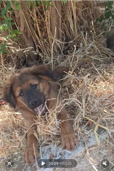 ELVIS, cucciolo tg grande da adottare