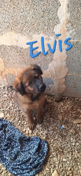 ELVIS, cucciolo tg grande da adottare | Foto 1