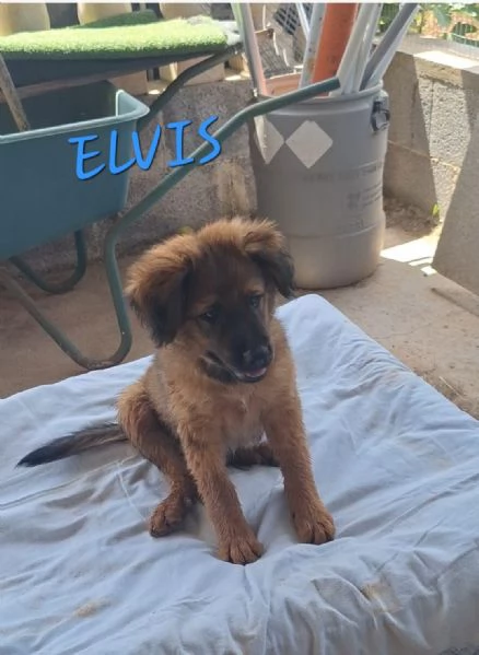 ELVIS, cucciolo tg grande da adottare | Foto 0