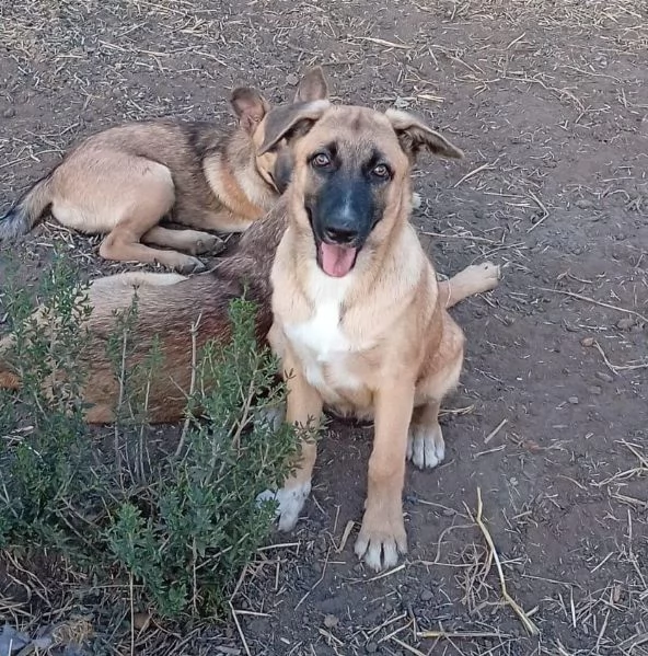 PUCCI, cucciolona tg medio-grande da adottare | Foto 3