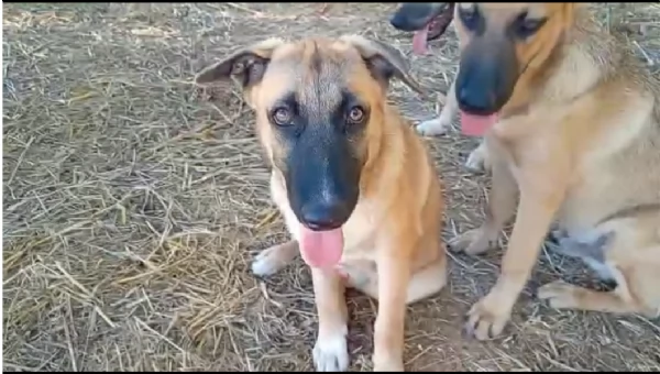 PUCCI, cucciolona tg medio-grande da adottare | Foto 2