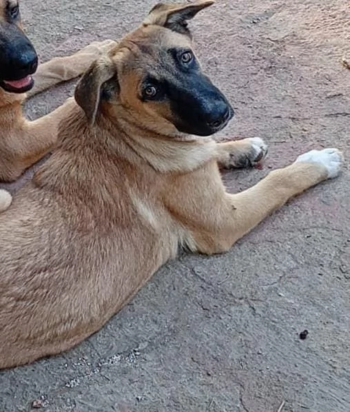 PUCCI, cucciolona tg medio-grande da adottare | Foto 1