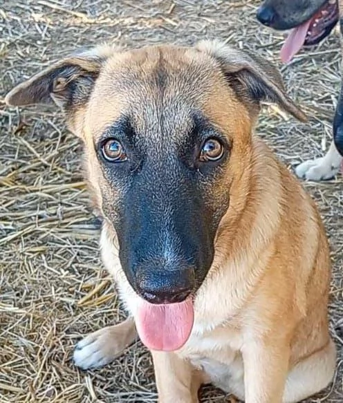 PUCCI, cucciolona tg medio-grande da adottare | Foto 0