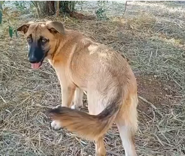 PUCCI, cucciolona tg medio-grande da adottare