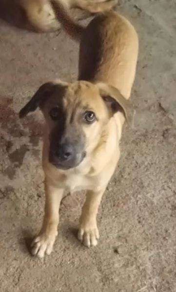 MANGO, cucciolone tg medio grande da adottare | Foto 2
