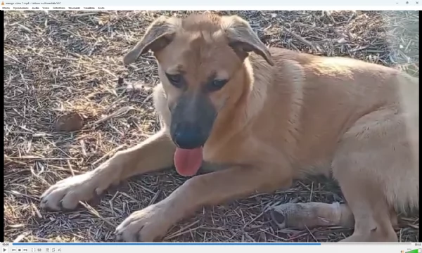 MANGO, cucciolone tg medio grande da adottare