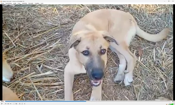 MANGO, cucciolone tg medio grande da adottare | Foto 1
