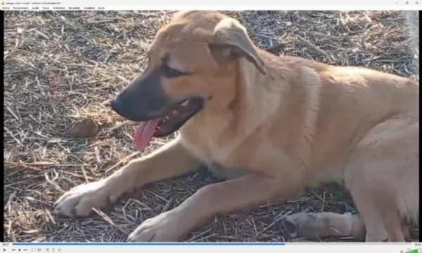 MANGO, cucciolone tg medio grande da adottare | Foto 0