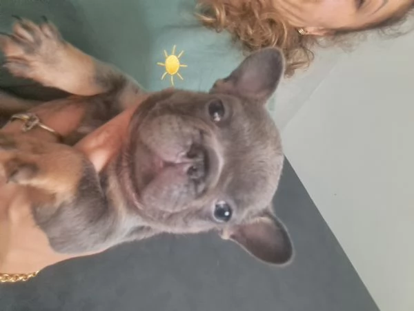 Bulldog francese 