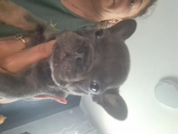Bulldog francese  | Foto 0
