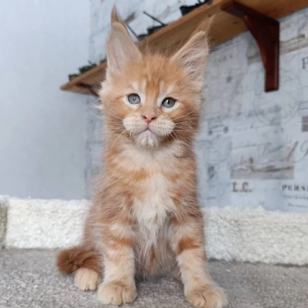 Maine coon cuccioli | Foto 0
