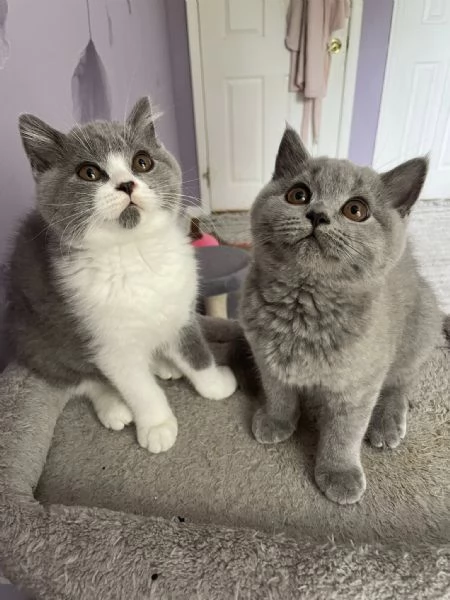 Gatti British shorthair | Foto 0