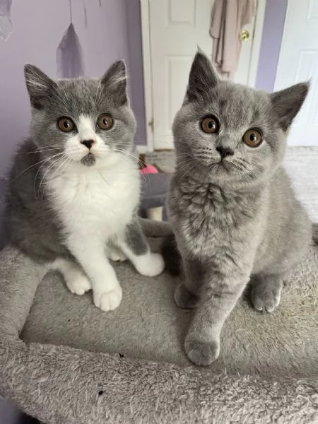 Gatti British shorthair