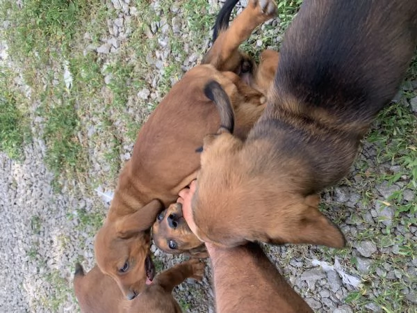 Cuccioli Bassotto delle Alpi( Alpendische Dachsbracke )