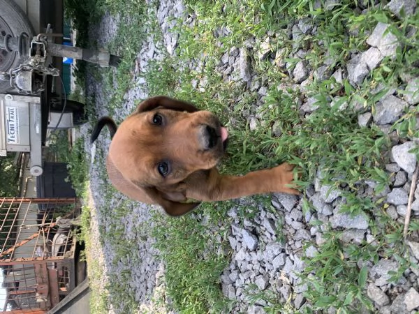 Cuccioli Bassotto delle Alpi( Alpendische Dachsbracke ) | Foto 4