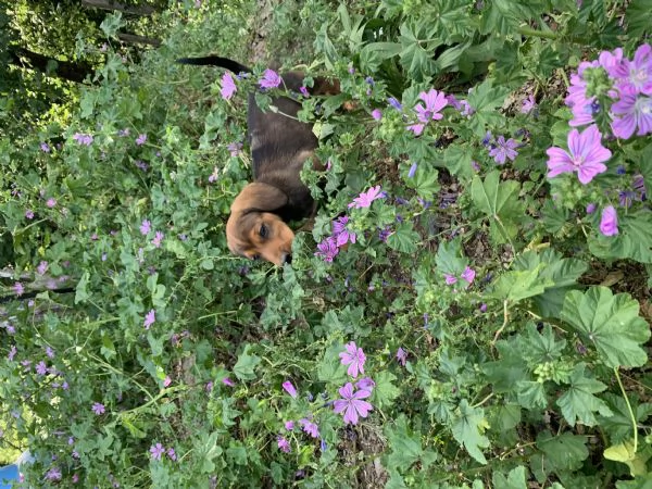 Cuccioli Bassotto delle Alpi( Alpendische Dachsbracke ) | Foto 3