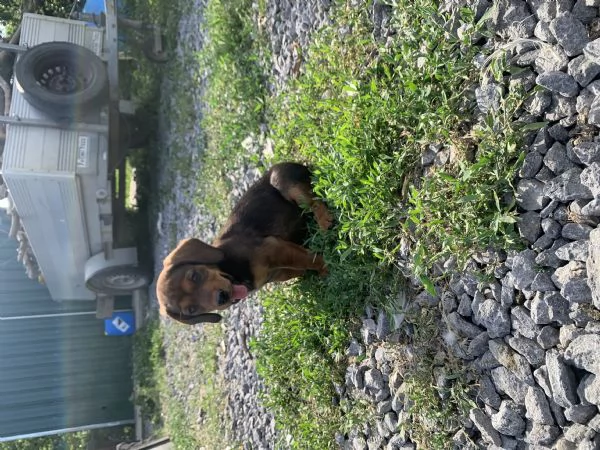 Cuccioli Bassotto delle Alpi( Alpendische Dachsbracke ) | Foto 2