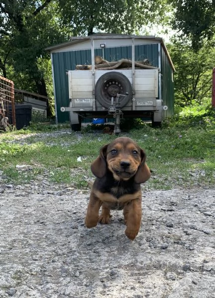 Cuccioli Bassotto delle Alpi( Alpendische Dachsbracke ) | Foto 1