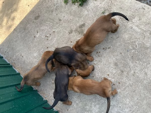 Cuccioli Bassotto delle Alpi( Alpendische Dachsbracke ) | Foto 0