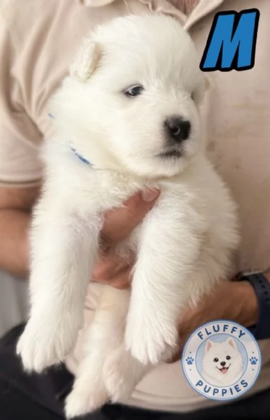 Cuccioli di cane samoiedo 