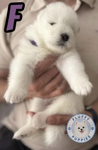 Cuccioli di cane samoiedo  | Foto 5