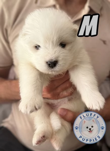 Cuccioli di cane samoiedo  | Foto 4