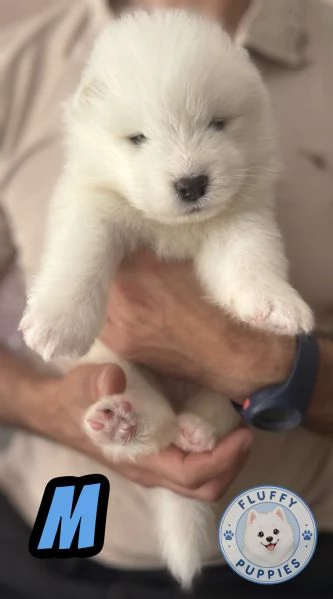 Cuccioli di cane samoiedo  | Foto 3