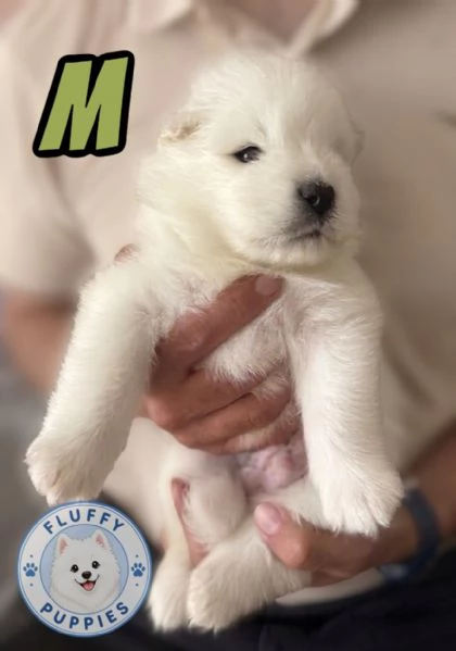 Cuccioli di cane samoiedo  | Foto 1