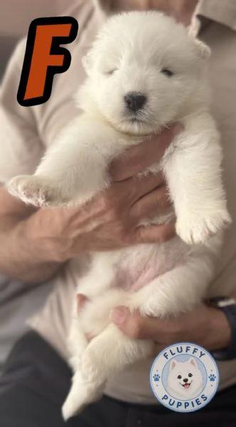 Cuccioli di cane samoiedo  | Foto 0