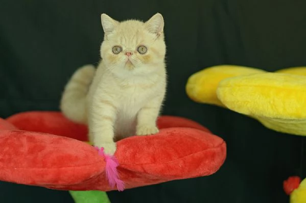cuccioli di exotic shorthair