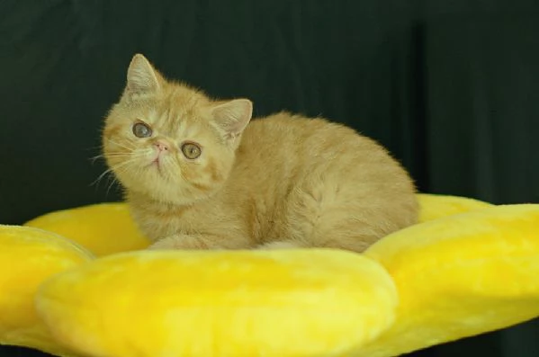 cuccioli di exotic shorthair | Foto 4