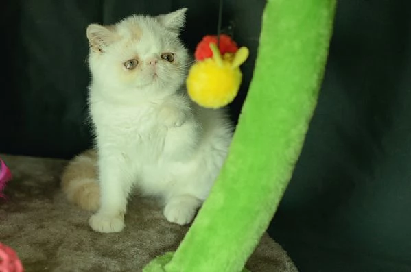 cuccioli di exotic shorthair | Foto 3