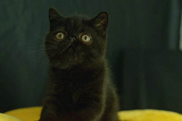 cuccioli di exotic shorthair | Foto 2