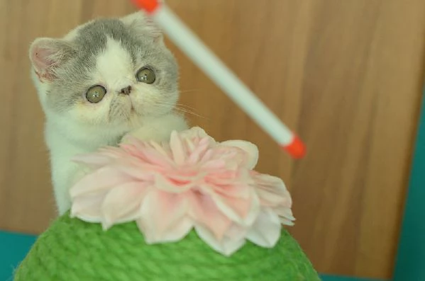 cuccioli di exotic shorthair | Foto 11