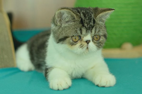 cuccioli di exotic shorthair | Foto 10