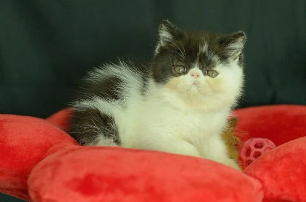 cuccioli di exotic shorthair | Foto 1