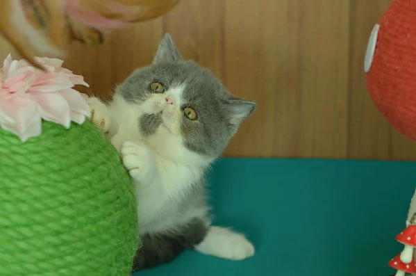 cuccioli di exotic shorthair | Foto 8