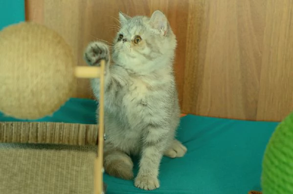 cuccioli di exotic shorthair | Foto 7