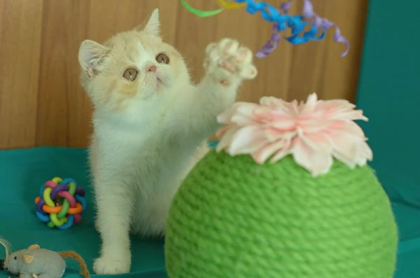 cuccioli di exotic shorthair | Foto 6