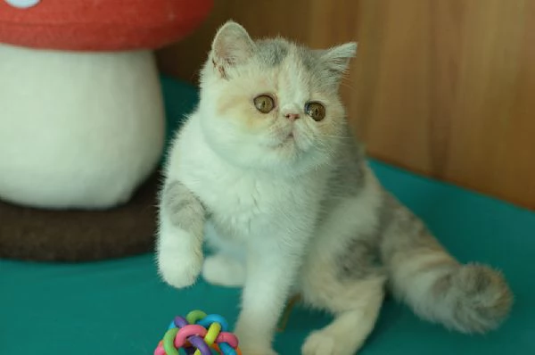 cuccioli di exotic shorthair | Foto 5